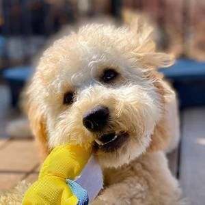 Meet your Posher, Terry